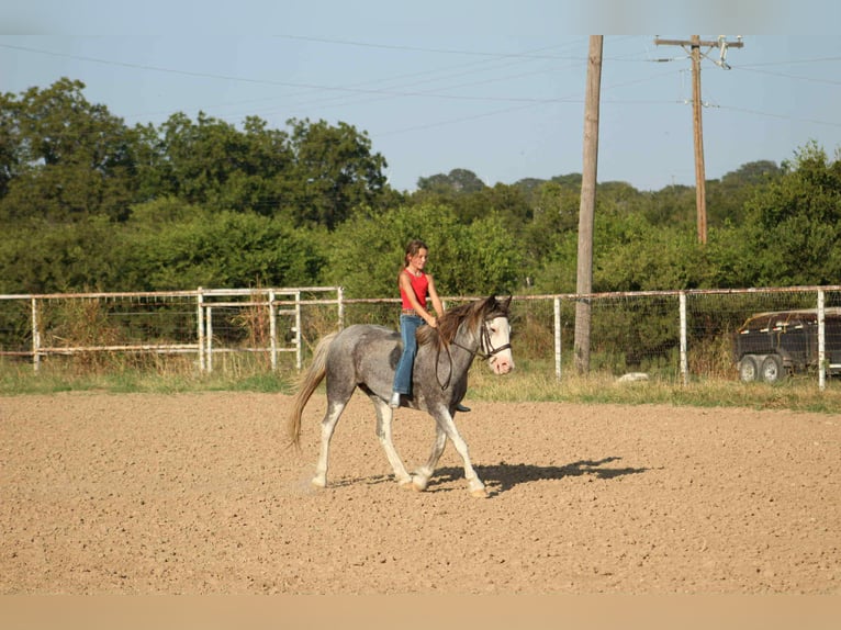 Quarter horse américain Hongre 7 Ans 142 cm Rouan Bleu in Stephenville TX