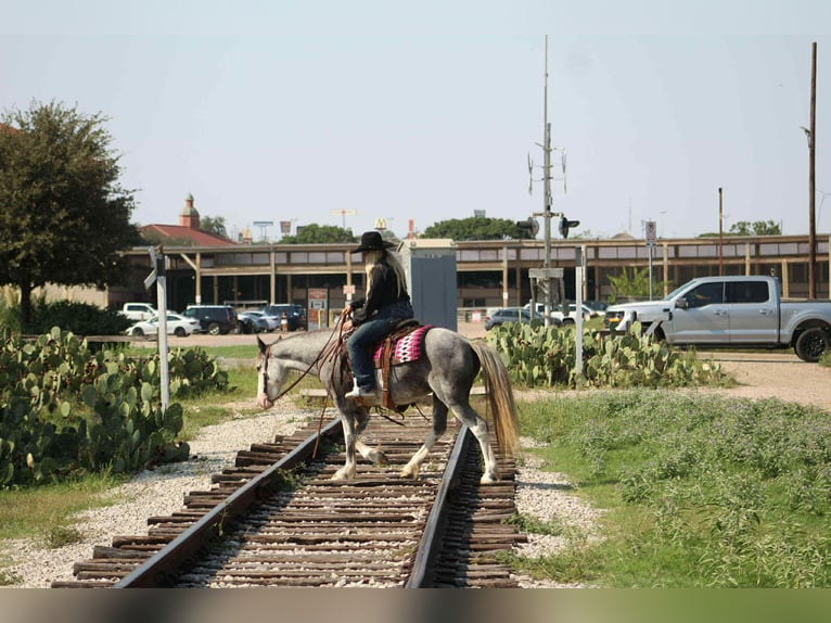 Quarter horse américain Hongre 7 Ans 142 cm Rouan Bleu in Stephenville TX