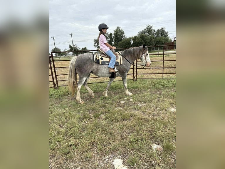 Quarter horse américain Hongre 7 Ans 142 cm Rouan Bleu in Stephenville TX