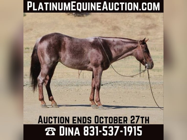 Quarter horse américain Hongre 7 Ans 142 cm Rouan Rouge in Paicines, CA