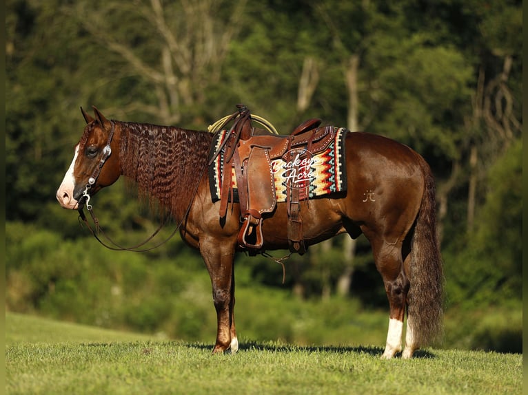 Quarter horse américain Hongre 7 Ans 145 cm Alezan cuivré in Millersburg