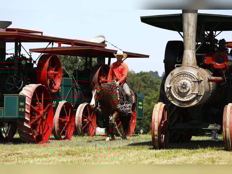 Quarter horse américain Hongre 7 Ans 145 cm Alezan cuivré in Millersburg