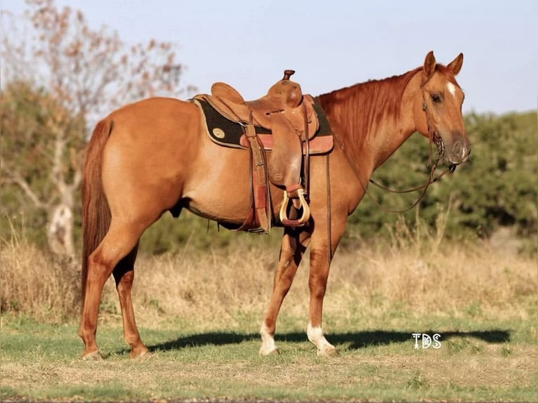 Quarter horse américain Hongre 7 Ans 145 cm Alezan cuivré in Weatherford TX