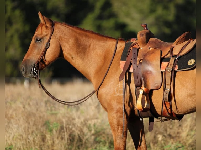 Quarter horse américain Hongre 7 Ans 145 cm Alezan cuivré in Weatherford TX