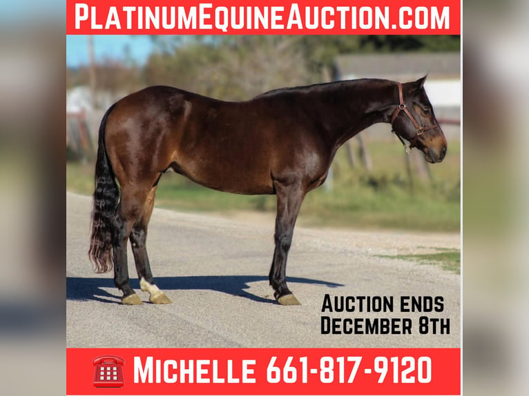 Quarter horse américain Hongre 7 Ans 145 cm Bai cerise in Stephenville TX