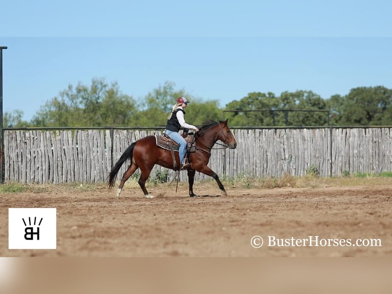 Quarter horse américain Hongre 7 Ans 145 cm Bai cerise in Weatherford TX
