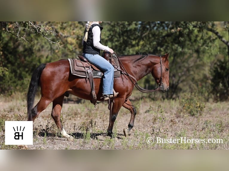 Quarter horse américain Hongre 7 Ans 145 cm Bai cerise in Weatherford TX