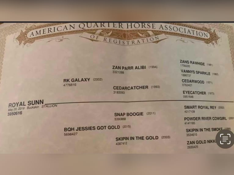 Quarter horse américain Hongre 7 Ans 145 cm Buckskin in Sweet Springs MO