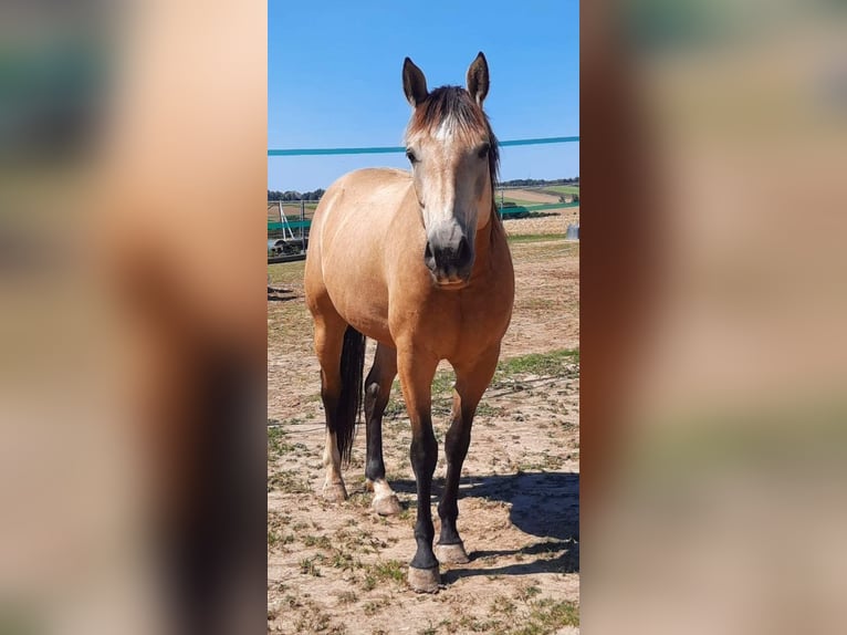 Quarter horse américain Hongre 7 Ans 145 cm Buckskin in Mistelbach