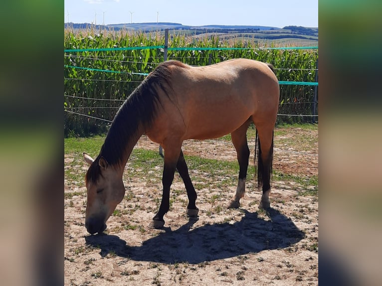Quarter horse américain Hongre 7 Ans 145 cm Buckskin in Mistelbach