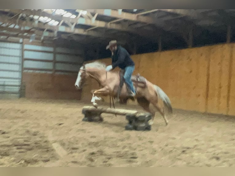 Quarter horse américain Hongre 7 Ans 145 cm Palomino in Sheffield, IA