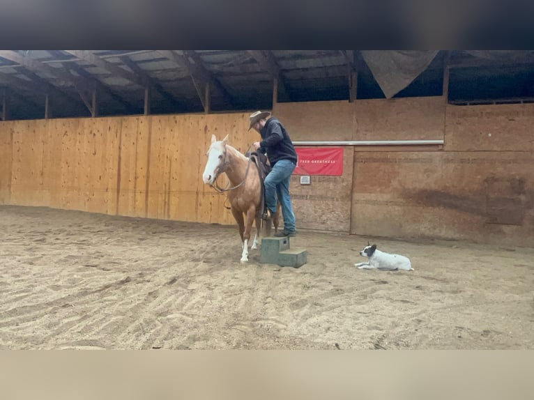 Quarter horse américain Hongre 7 Ans 145 cm Palomino in Sheffield, IA