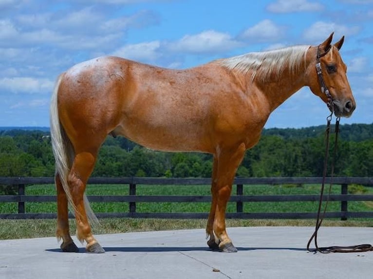 Quarter horse américain Hongre 7 Ans 145 cm Palomino in Fredericksburg, OH