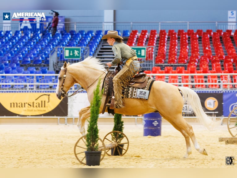 Quarter horse américain Hongre 7 Ans 145 cm Palomino in Neuruppin