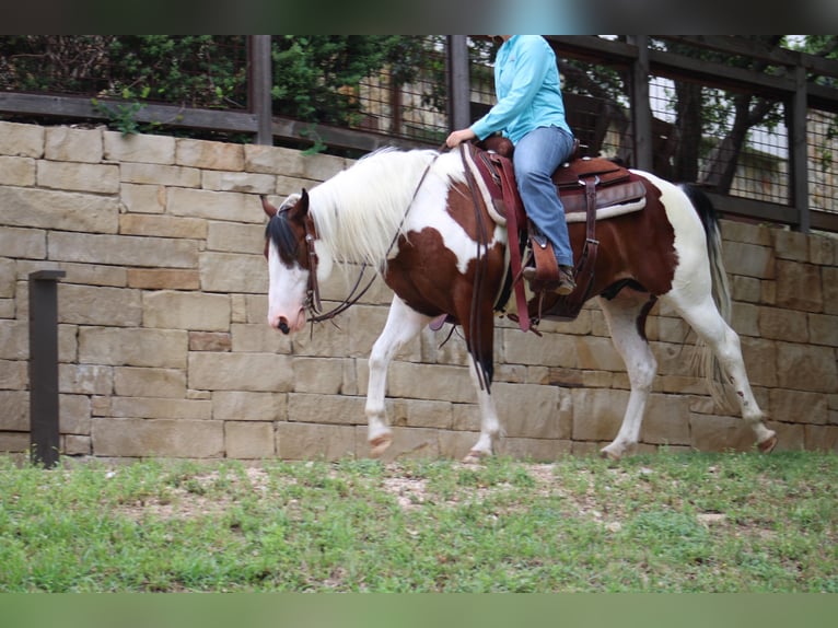 Quarter horse américain Hongre 7 Ans 145 cm Tobiano-toutes couleurs in Eastland TX