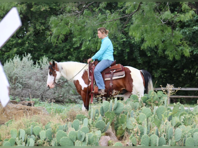 Quarter horse américain Hongre 7 Ans 145 cm Tobiano-toutes couleurs in Eastland TX