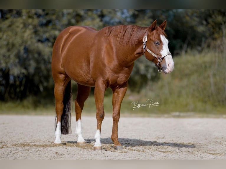 Quarter horse américain Hongre 7 Ans 146 cm Alezan in Hohenstein
