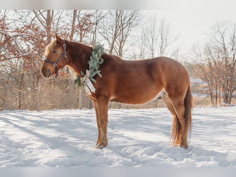 Quarter horse américain Croisé Hongre 7 Ans 147 cm Alezan brûlé in Howell
