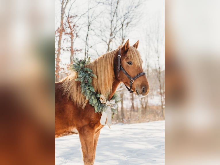 Quarter horse américain Croisé Hongre 7 Ans 147 cm Alezan brûlé in Howell