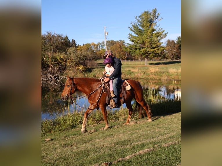 Quarter horse américain Croisé Hongre 7 Ans 147 cm Alezan brûlé in Howell
