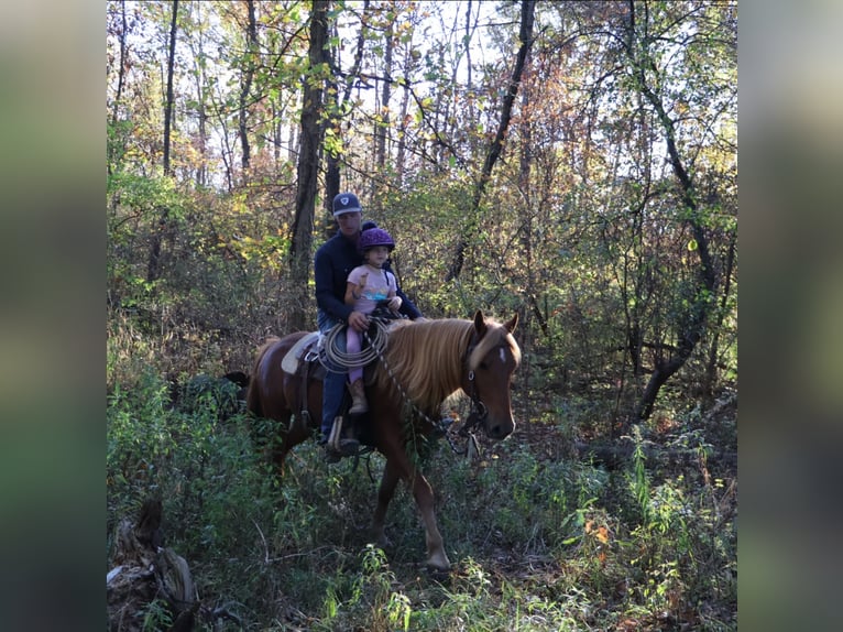 Quarter horse américain Croisé Hongre 7 Ans 147 cm Alezan brûlé in Howell