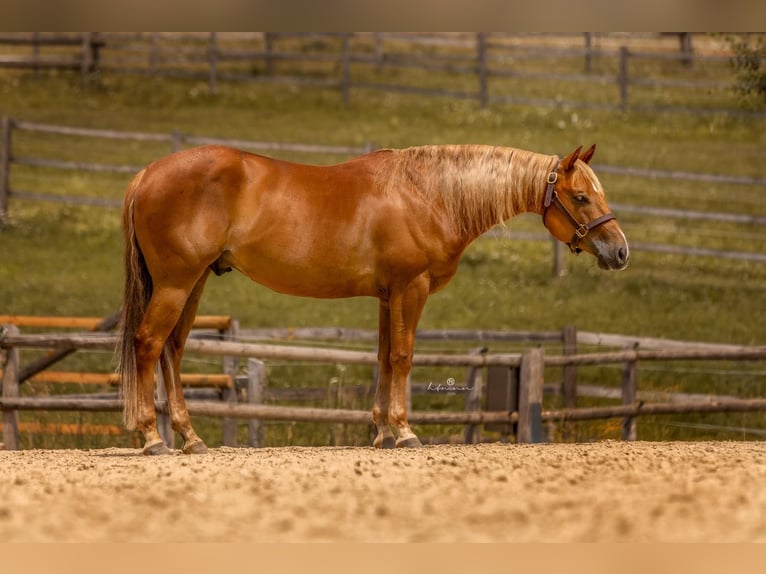 Quarter horse américain Hongre 7 Ans 147 cm Alezan brûlé in Ensdorf