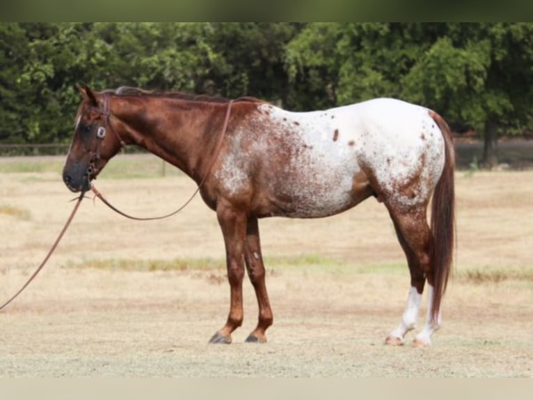 Quarter horse américain Hongre 7 Ans 147 cm Alezan brûlé in Gainesville TX