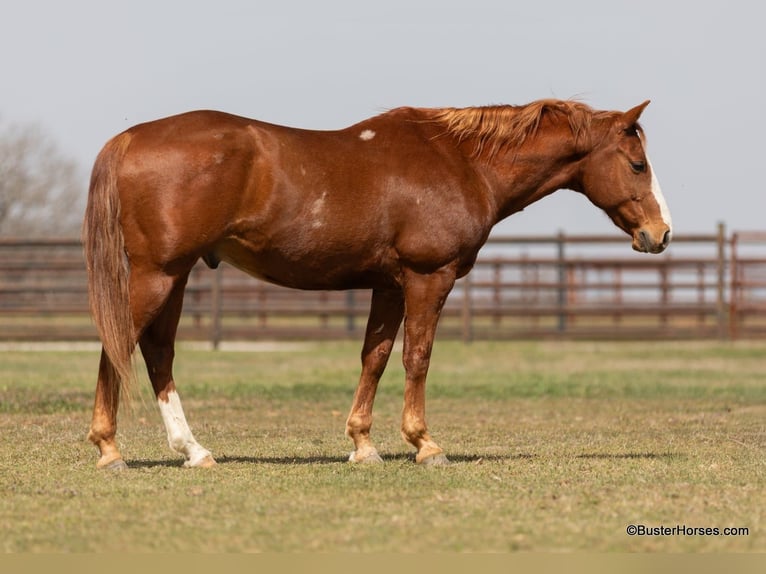 Quarter horse américain Hongre 7 Ans 147 cm Alezan brûlé in Weatherford TX