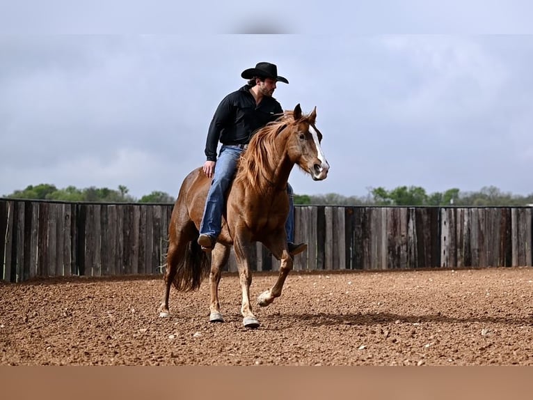 Quarter horse américain Hongre 7 Ans 147 cm Alezan cuivré in Waco