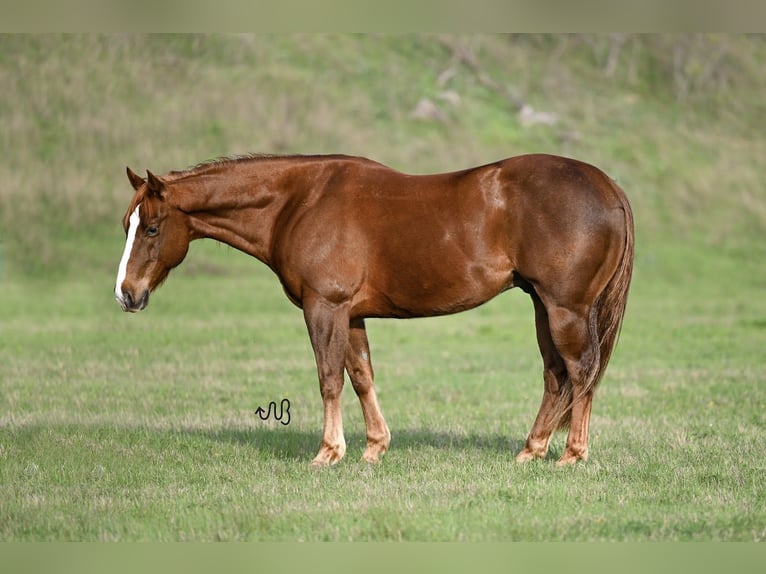 Quarter horse américain Hongre 7 Ans 147 cm Alezan cuivré in Waco
