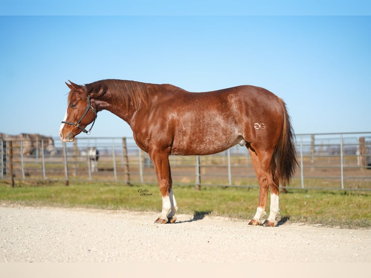 Quarter horse américain Hongre 7 Ans 147 cm Alezan cuivré in Independence