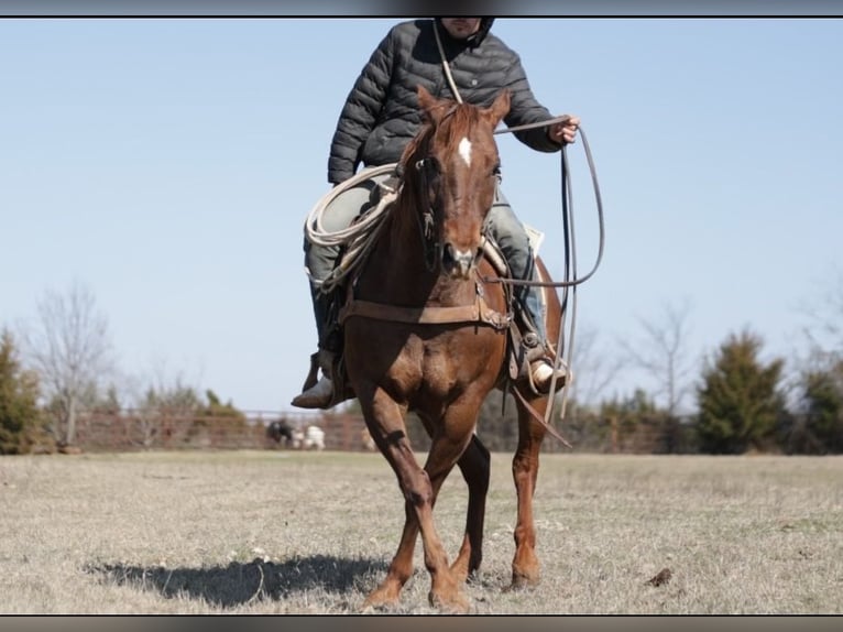 Quarter horse américain Croisé Hongre 7 Ans 147 cm Alezan cuivré in Loving, TX