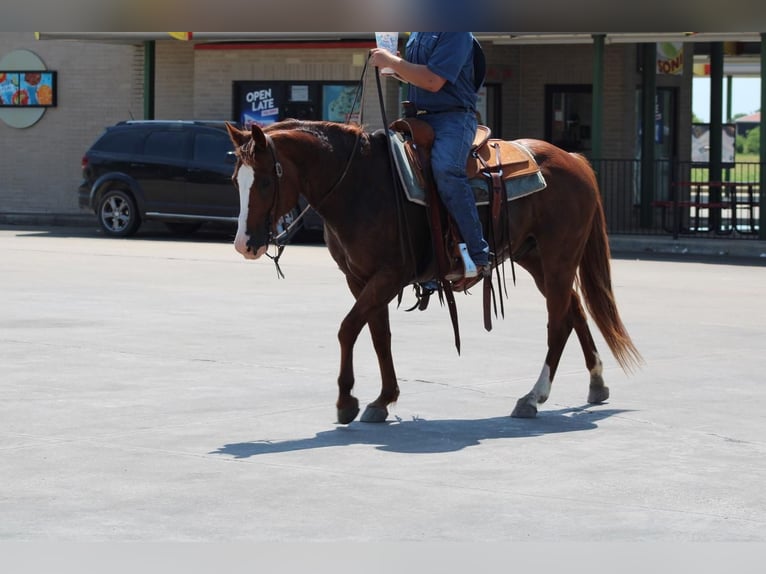 Quarter horse américain Hongre 7 Ans 147 cm Alezan cuivré in Van, TX
