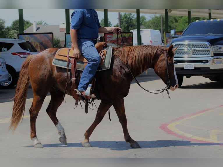 Quarter horse américain Hongre 7 Ans 147 cm Alezan cuivré in Van, TX