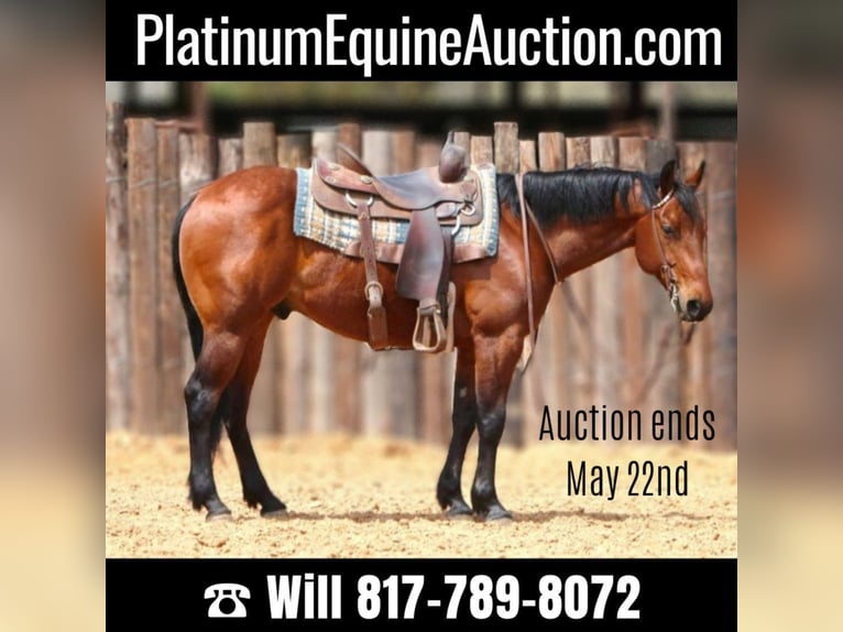 Quarter horse américain Hongre 7 Ans 147 cm Bai cerise in Weatherford TX