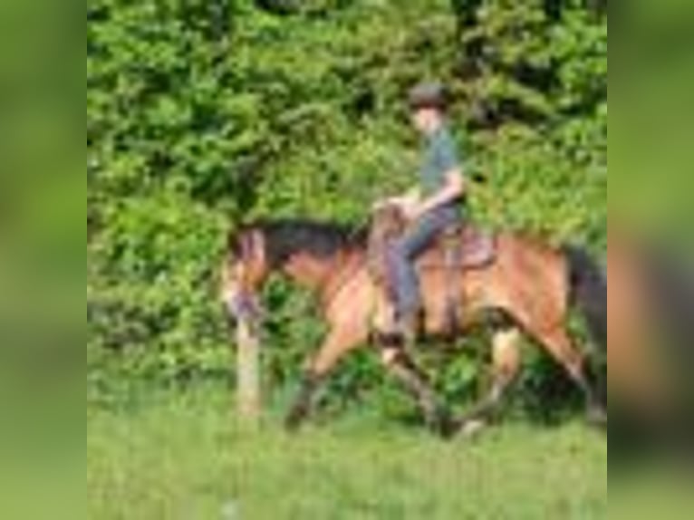 Quarter horse américain Hongre 7 Ans 147 cm Bai cerise in Howell, MI