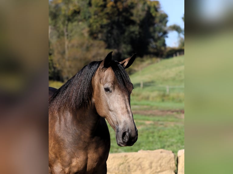 Quarter horse américain Croisé Hongre 7 Ans 147 cm Buckskin in Millersburg