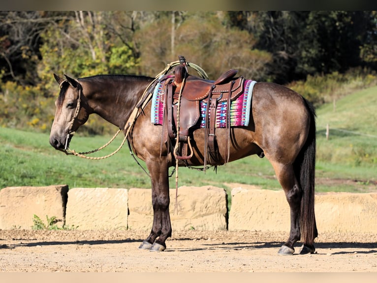 Quarter horse américain Croisé Hongre 7 Ans 147 cm Buckskin in Millersburg