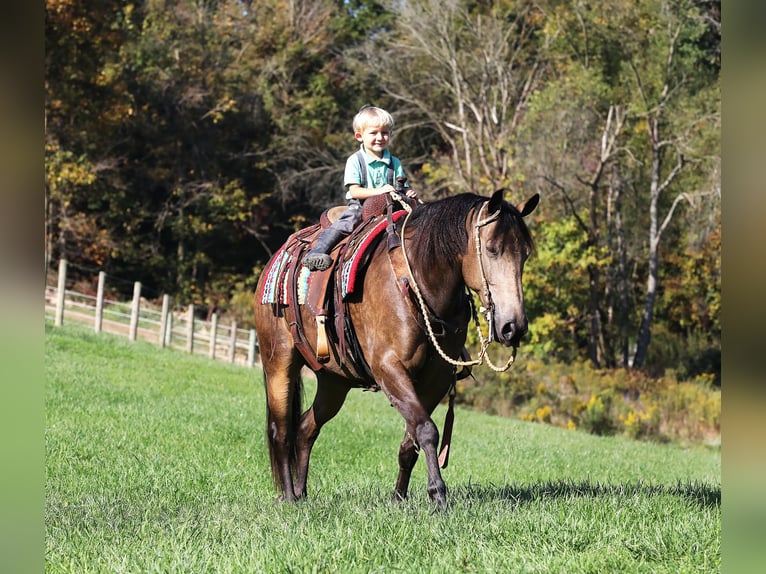 Quarter horse américain Croisé Hongre 7 Ans 147 cm Buckskin in Millersburg