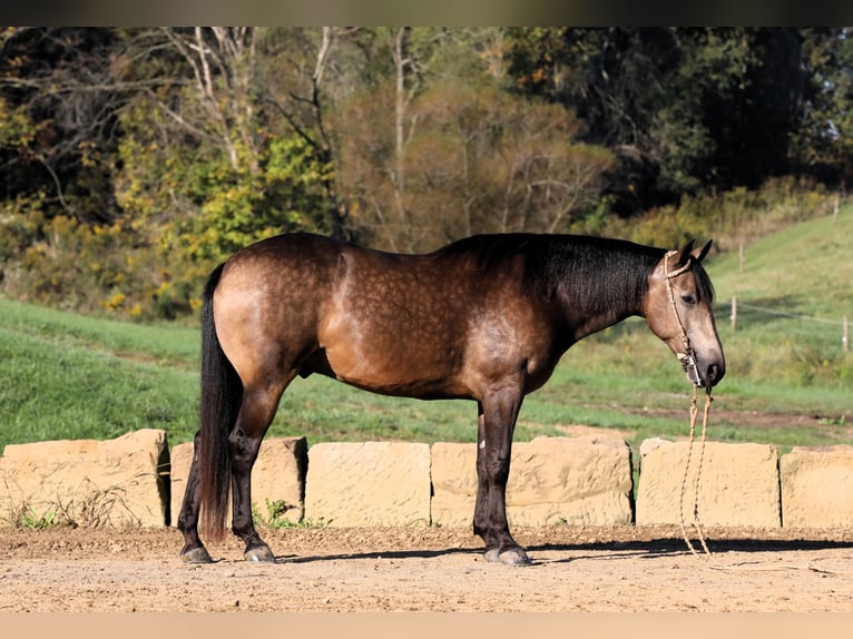 Quarter horse américain Croisé Hongre 7 Ans 147 cm Buckskin in Millersburg