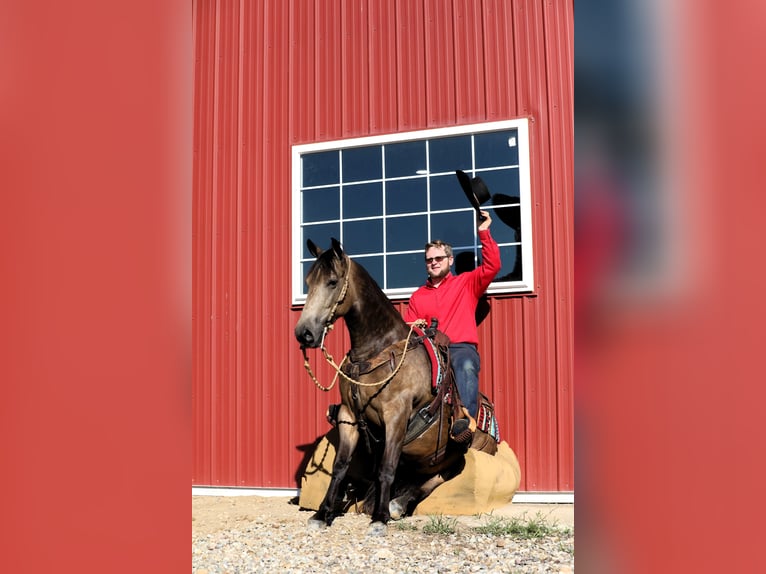 Quarter horse américain Croisé Hongre 7 Ans 147 cm Buckskin in Millersburg