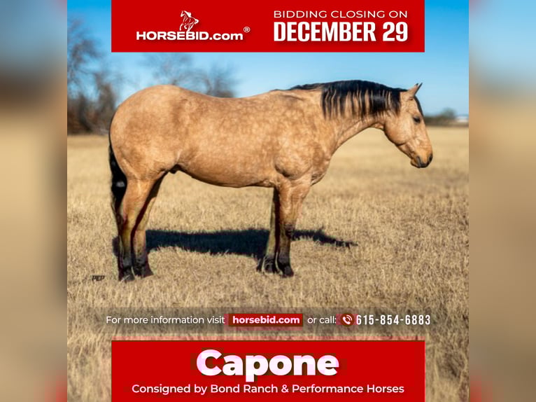 Quarter horse américain Hongre 7 Ans 147 cm Buckskin in Ranger