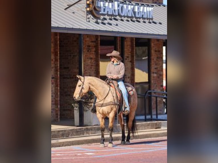 Quarter horse américain Hongre 7 Ans 147 cm Buckskin in Ranger