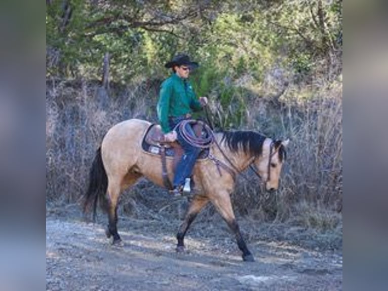 Quarter horse américain Hongre 7 Ans 147 cm Buckskin in Ranger