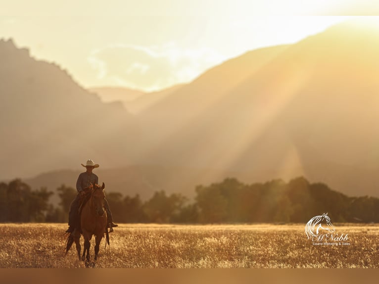 Quarter horse américain Hongre 7 Ans 147 cm Buckskin in Cody