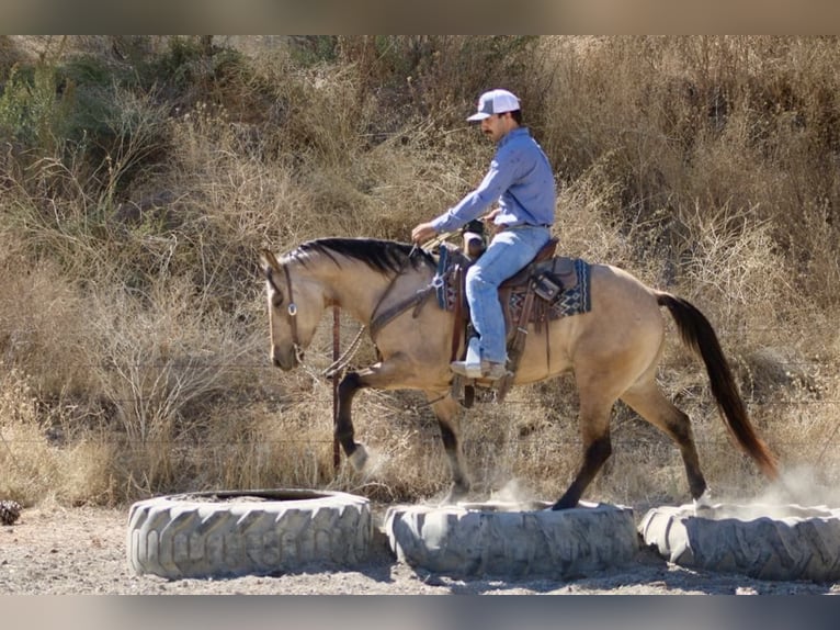 Quarter horse américain Hongre 7 Ans 147 cm Buckskin in Paicines CA