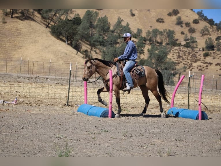 Quarter horse américain Hongre 7 Ans 147 cm Buckskin in Paicines CA