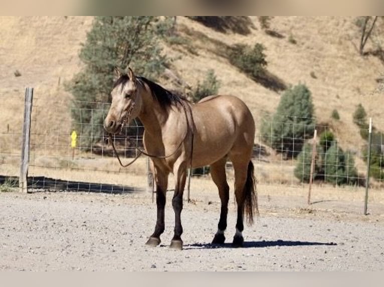 Quarter horse américain Hongre 7 Ans 147 cm Buckskin in Paicines CA