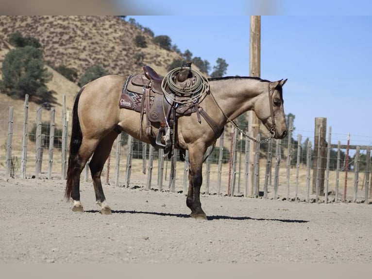 Quarter horse américain Hongre 7 Ans 147 cm Buckskin in Paicines CA