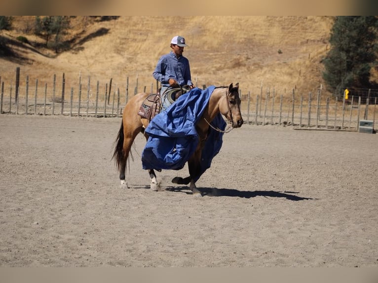 Quarter horse américain Hongre 7 Ans 147 cm Buckskin in Paicines CA